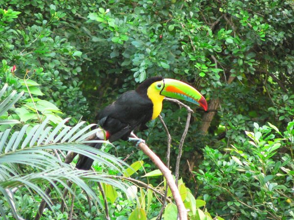 135- Un toucan en liberte dans le jardin de l'hotel 